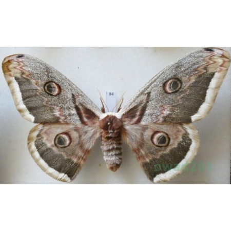 Saturnia pyri (Denis & Schiffermüller, 1775) female Pawica gruszówka Croatia 108mm84